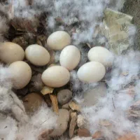 با سلام ۲ عدد اردک اسرائیلی نر و ماده