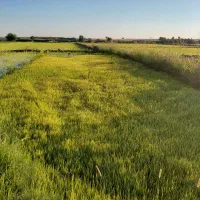 بذر شالی