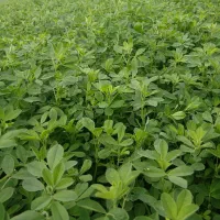 یونجه خشک بسته بندی
