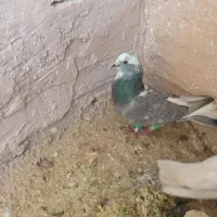 کفتر
