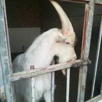 چپیش اصل سانن