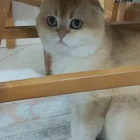 گربه نر اسکاتیش
