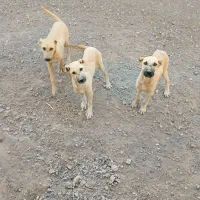 3عدد کوچوک درجه یک