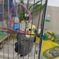 فروش عروس هلندی نر سالم
