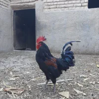 خروس|حیوانات مزرعه|بوئین زهرا, |دیوار