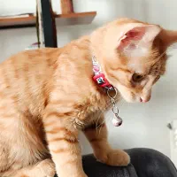 واگذاری گربه dsh نارنجی