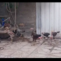 جوجه لاری درجه یک