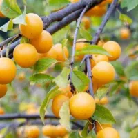 فروش آلو زرد و آلوسیاه  (درجه یک )
