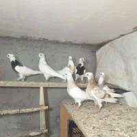 تعدادی جوجه طوقی کرمانشاه