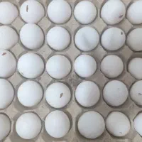 هرشونه 190000