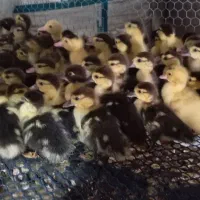 جوجه اردک اسرائیلی