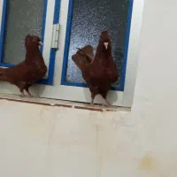سرخ قزوینی خوشگل