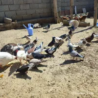 کبوتر
