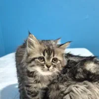 بچه گربه نژاد دار