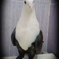 کفتر کله سفید