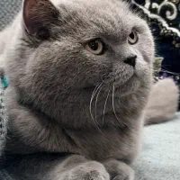 گربه خانگی اسکاتیش