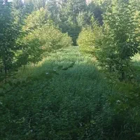 فروش یونجه روی زمین