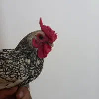 خروس سیبرایت