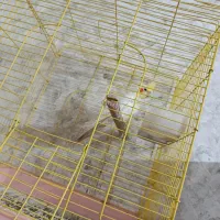 عروس هلندی