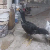 جوجه لاری