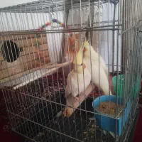 عروس هلندی