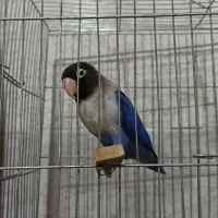 طوطی کوتوله
