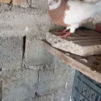 کبوتر نر طوقی