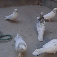 کبوتر اصفهانی سفید