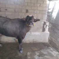 سلام گاومیش چاق هیکل خوش شاخ ارام