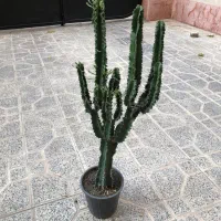 فروش افوربیا اینجنس از۴شاخه تا ۱۰شاخه ۱مترب بالا