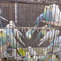 مرغ عشق انگلیسی رنگ خاص