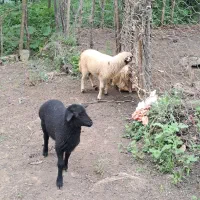 دو عدد بره گوسفند ۴ماهه علفخوار بز