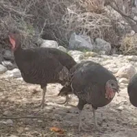 بوقلمون ماده