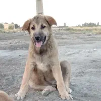 سگ عراقی ماده