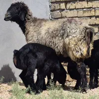 یه جفت میش بختیاری بره دار