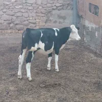 گوساله