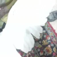 گرفتنی|پرنده|تربت‌حیدریه, کاشانی|دیوار