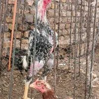 خروس لاری