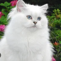 گربه بریتیش لانگ هیر سیلور با چشم های ابی