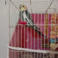 عروس هلندی سیامون معاوضه با کوتوله