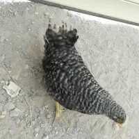 جوجه محلی 3 عدد