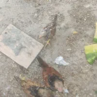 جوجه خروس ۳ماهه (زرنگ وسرحال)
