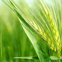 نظافت باغ و آپارتمان و لوله کشی قطره ای باغ