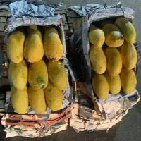 انبه درجه ۱