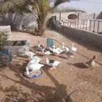 فروش غاز و مرغ محلی