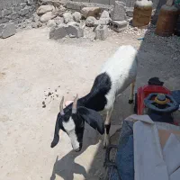 فروش بز جوان گوده