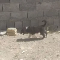 تول سگ قدرجونی
