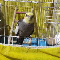 عروس هلندی گم شده