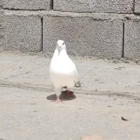 کبوتر دم سیاه