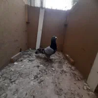پلاکی مسافرتی